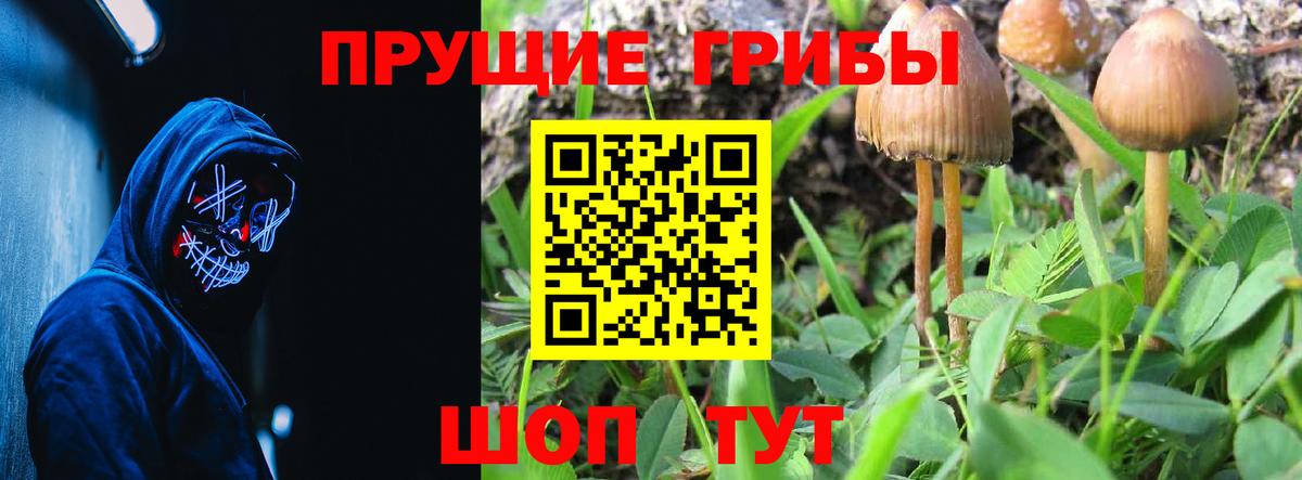 Галлюциногенные грибы Psilocybe Губаха